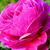 Rosa 'William Shakespeare 2000'