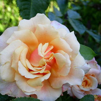 Rosa 'Caramella'