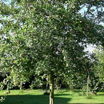 Malus domestica 'Sterappel'