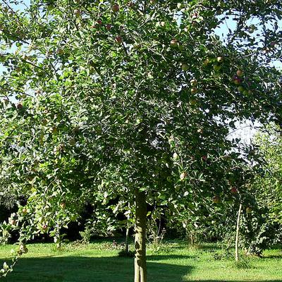 Malus domestica 'Sterappel' - 