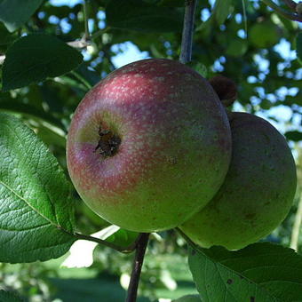 Malus domestica 'Sterappel'