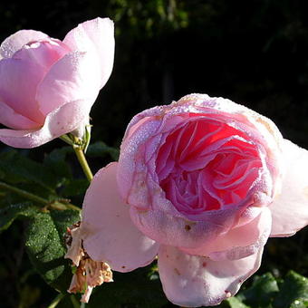 Rosa 'Heritage'