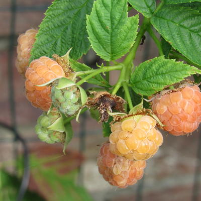 Rubus idaeus 'Golden Everest' - Rubus idaeus 'Golden Everest'