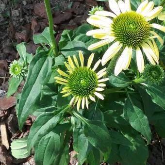 Echinacea 'MOOODZ Shiny'