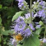 Caryopteris x clandonensis 'Heavenly Blue'