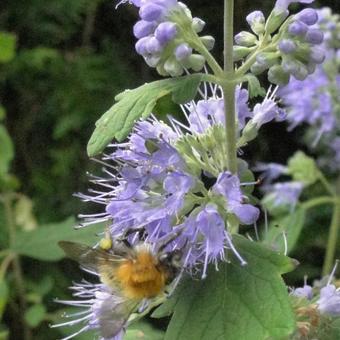 Caryopteris x clandonensis 'Heavenly Blue'