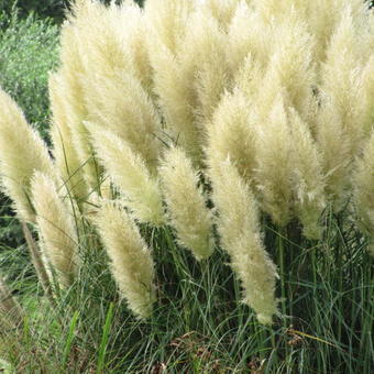 Cortaderia selloana  'Pumila'