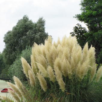 Cortaderia selloana  'Pumila'