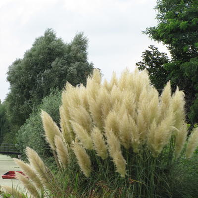 Cortaderia selloana 'Pumila' - Cortaderia selloana  'Pumila'