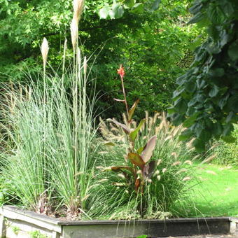 Cortaderia selloana 'Senior'