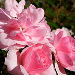 Rosa 'Bonica' - 