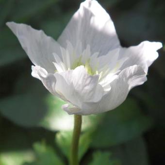 Anemone nemorosa 'Alba Plena'