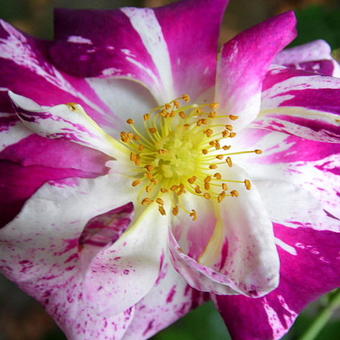 Rosa 'Purple Splash'