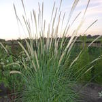 Pennisetum macrourum - 