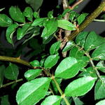 Zanthoxylum simulans - 