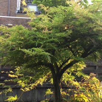 Acer palmatum 'Emerald Lace'