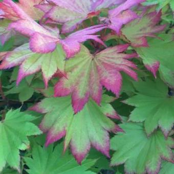 Acer shirasawanum 'Aureum'