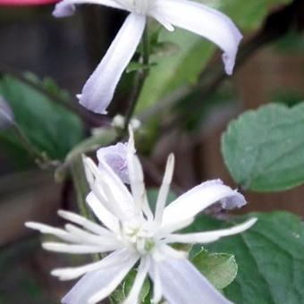 Clematis x  Jouiniana 'Praecox'