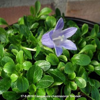 Campanula chamissonis 'Dvonek'