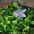 Campanula chamissonis 'Dvonek'