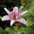 Tricyrtis