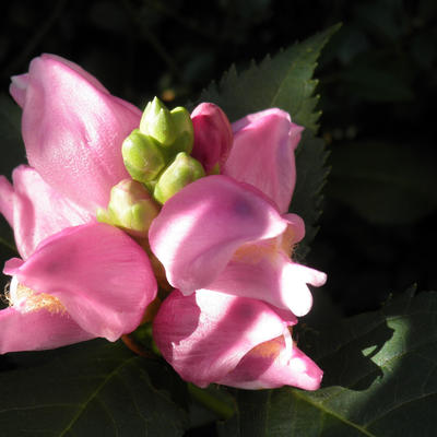 GALANE,  GALANE OBLIQUE - Chelone obliqua