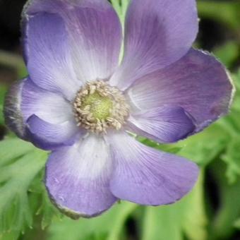 Anemone coronaria  'De Caen'