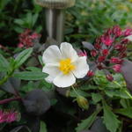 Helianthemum apenninum - Apenninen-Sonnenröschen