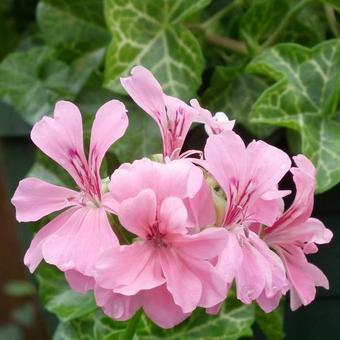 Pelargonium peltatum 'White Mesh'