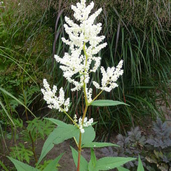 Persicaria polymorpha