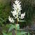 Persicaria polymorpha