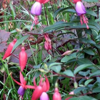 Fuchsia 'Saturnus'