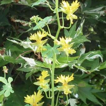 Tropaeolum peregrinum