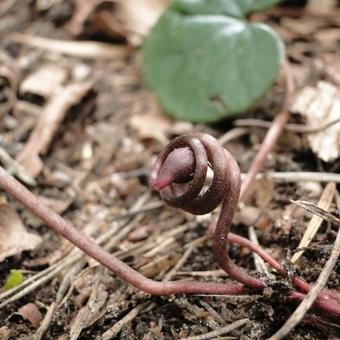 Cyclamen coum