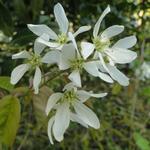 Amelanchier canadensis - Kanadische Felsenbirne