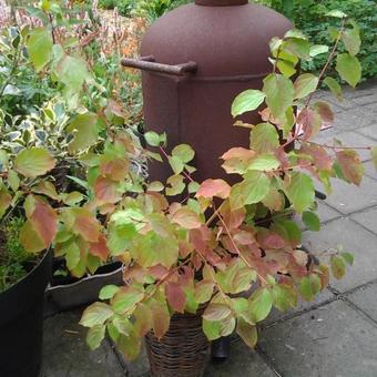 Cornus sanguinea 'Midwinter Fire'