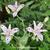 Tricyrtis formosana