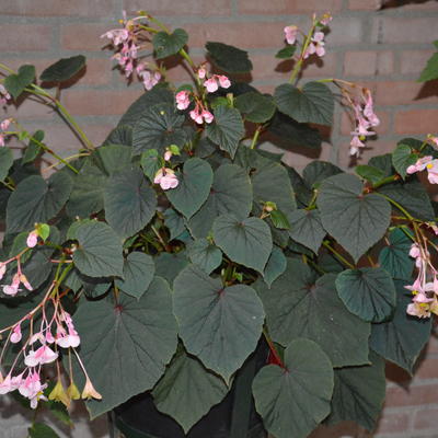 Begonia grandis - Begonia grandis subsp. evansiana