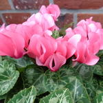 Cyclamen - 