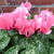 Cyclamen