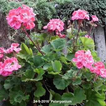 Pelargonium