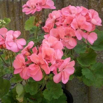 Pelargonium