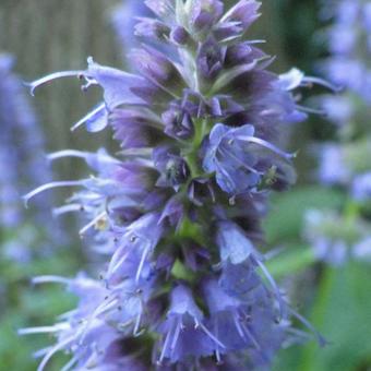 Agastache 'Blue Fortune'