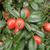 Cotoneaster  x suecicus 'Coral Beauty'