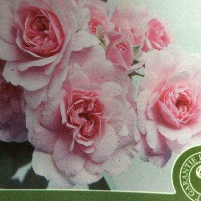 Rosa 'Climbing Bonica' - 