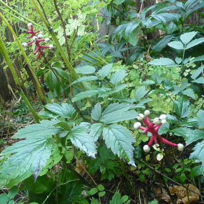 Actaea pachypoda - 