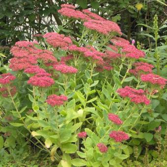 Sedum  'Herbstfreude'