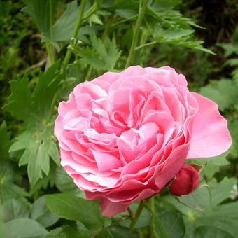 Rosa 'Léonard da Vinci'