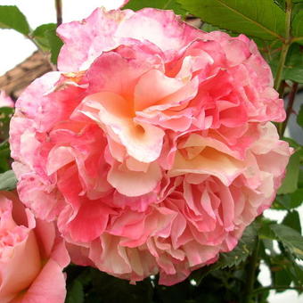 Rosa 'Augusta Luise'