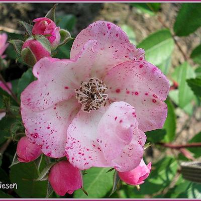 Rosa 'Alden Biesen' - 